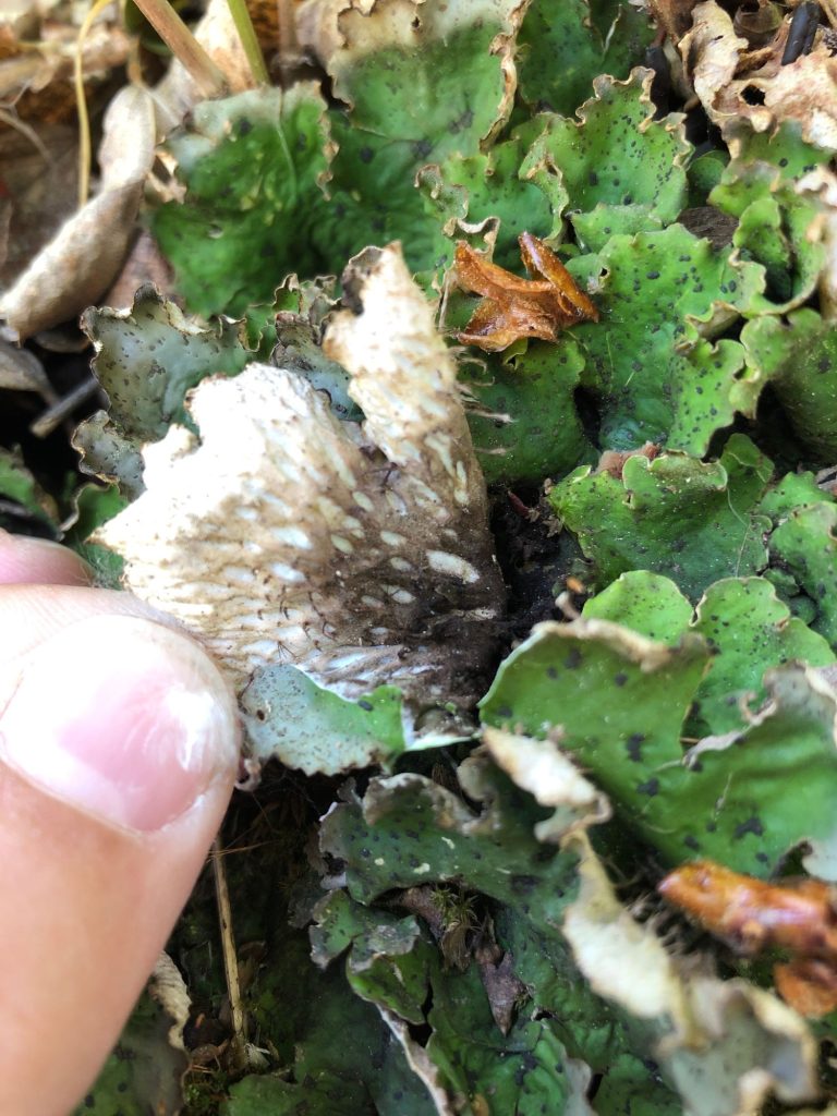 Peltigera leucophlebia group
