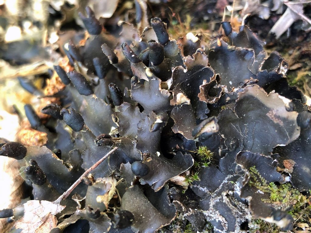 Peltigera neckeri