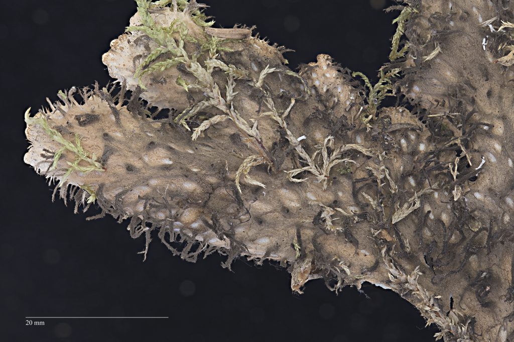 Peltigera retifoveata