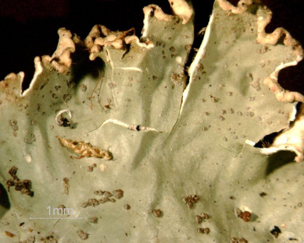 Peltigera leucophlebia group