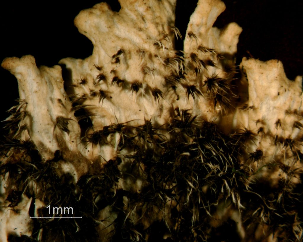 Peltigera leucophlebia group