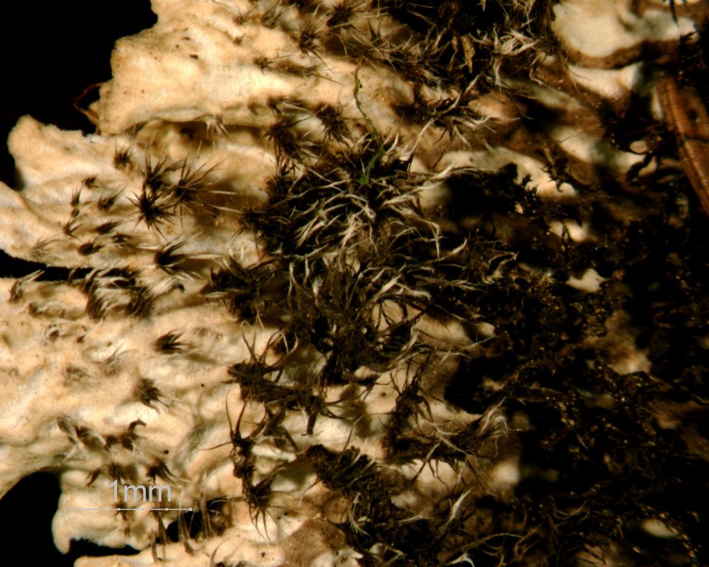 Peltigera leucophlebia group