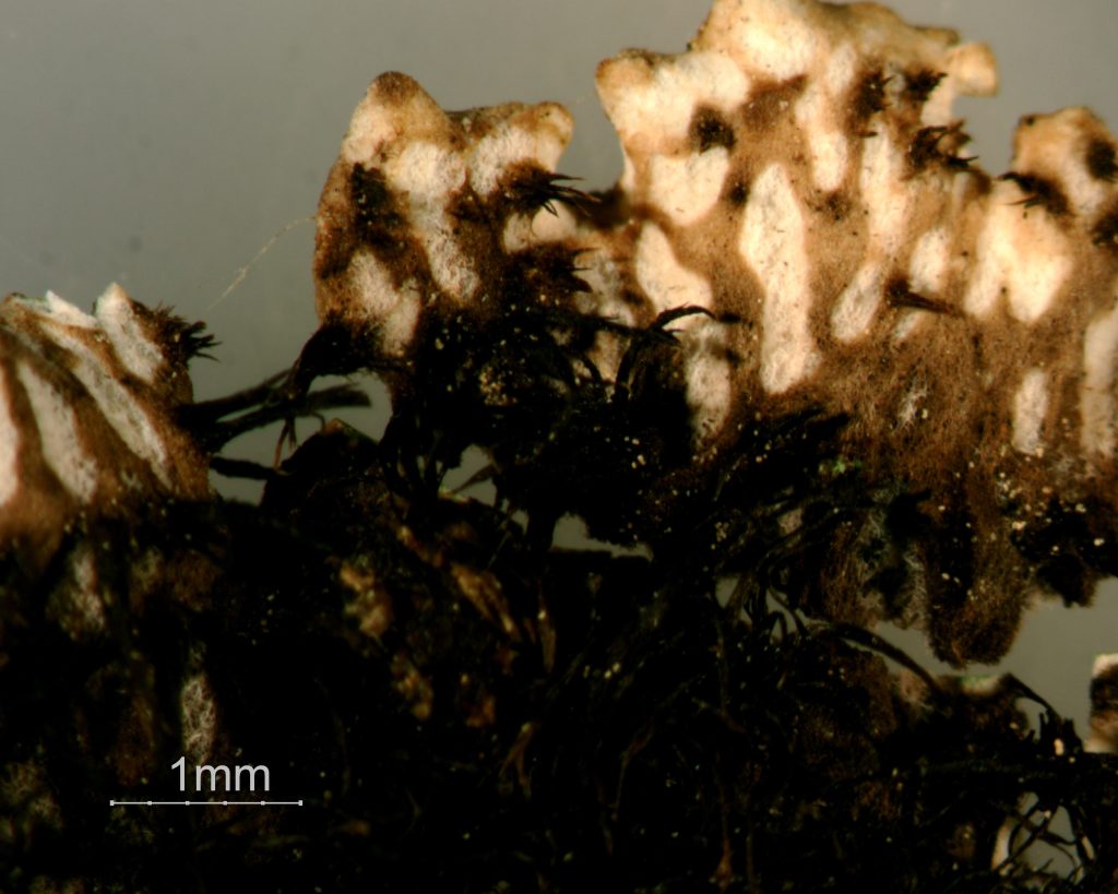 Peltigera leucophlebia group