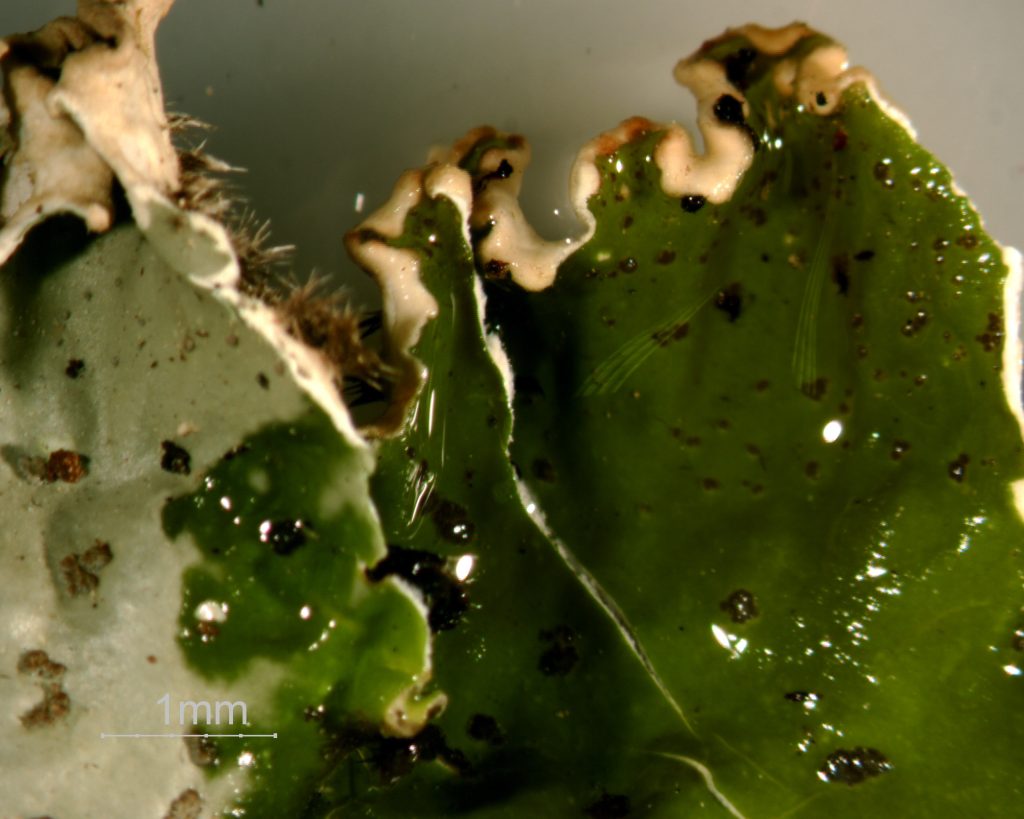 Peltigera leucophlebia group