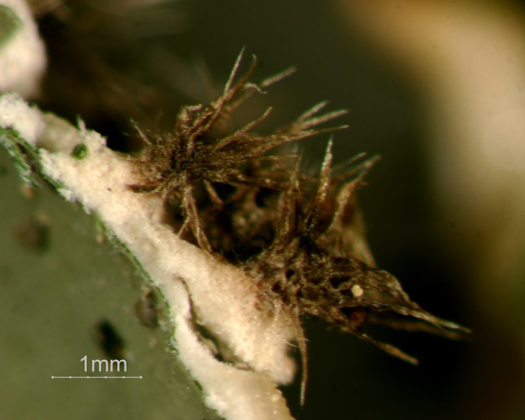 Peltigera leucophlebia group