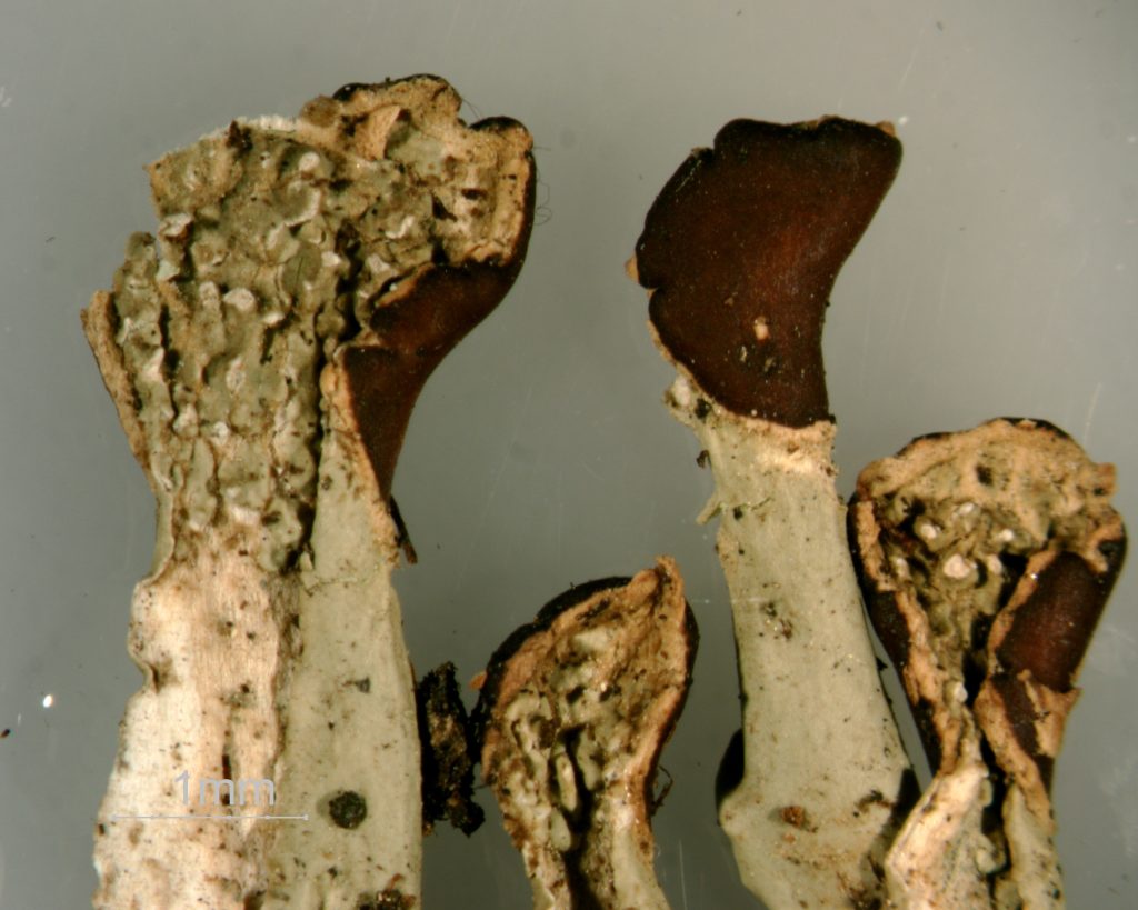 Peltigera leucophlebia group