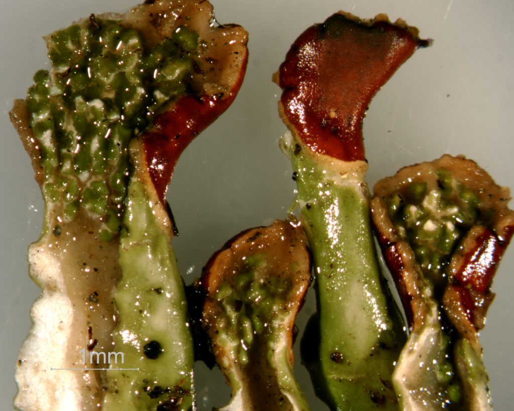 Peltigera leucophlebia group