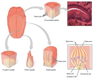 diagram of the tongue and its anatomy