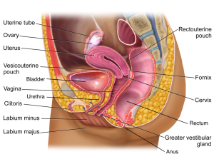 image of the female reproductive system and its components