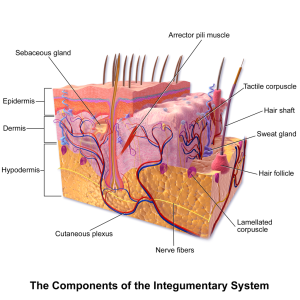 image of the different layers of skin