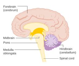 diagram of the brain and the main components