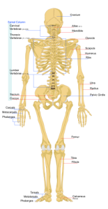 diagram of the bones within the human from the posterior view