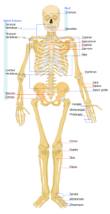 diagram of anterior view of all bones in the human body