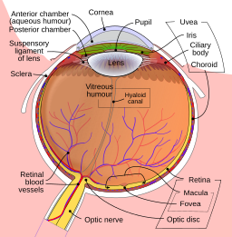 anatomy of the human eye