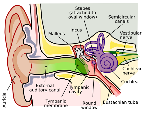 anatomy of the ear and its parts