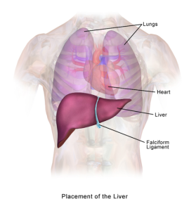 diagram of the location of the liver, heart and lungs within the human body