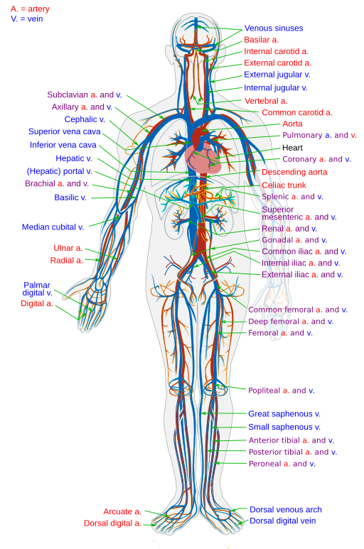 diagram of the cardiovascular system and its main components