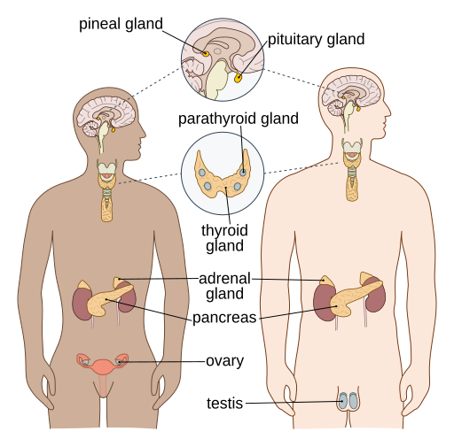image of the endocrine system and all of its components