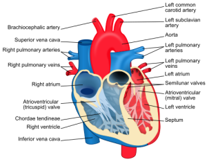 diagram of the human heart