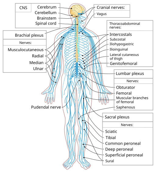 diagram of the nervous system with main components and nerves present within the system