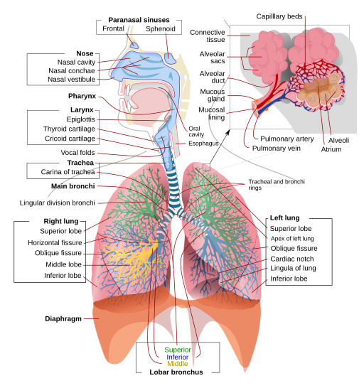 diagram of the respiratory system and its main components