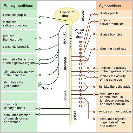 divisions of the autonomic nervous system