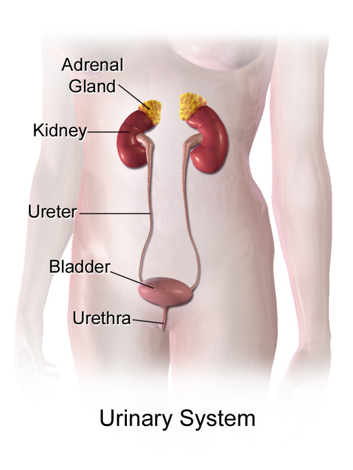 image of the urinary system and its components