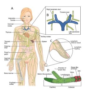 Image of the lymphatic systems and its components throughout the body