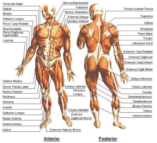 diagram of all the muscles in the human body
