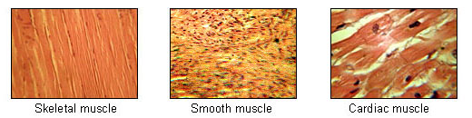 image of three types of muscle