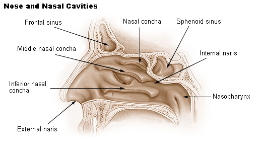 anatomy of the nose and its parts