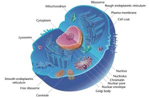 image of cell and its main components, including organelles.