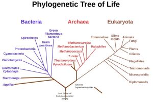 image of phylogenetic tree of life