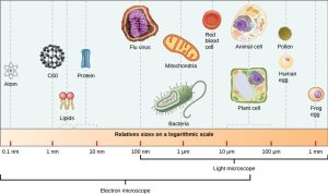 images of the relative sizes of different microscopic organisms