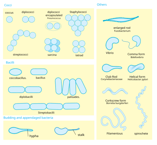 image showing varying shapes of bacteria