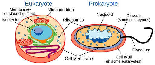 image comparing a eukaryote and prokaryote cell