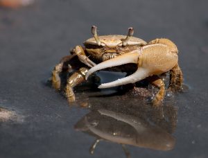 The image depicts a fiddler crab. The left front claw of fiddler crabs is pronouncedly bigger than its right front claw.