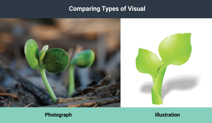 A photograph and an illustration of the same plant side by side.