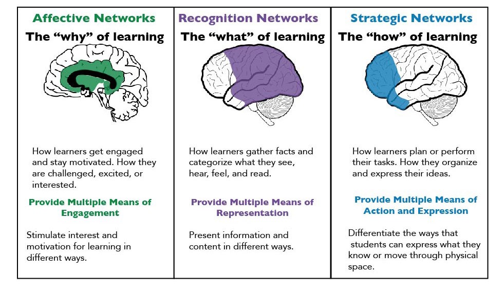 Image of the Affective, Recognition, and Strategic Networks with parts of the brain.