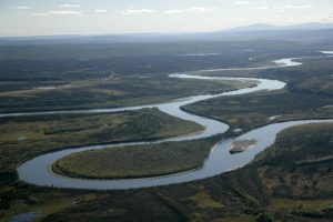 Figure 8.2.3: The confluence of the Alatna and Koyukuk Rivers near the western border of the Kanuti National Wildlife Refuge in Alaska. Both rivers pictured are examples of meandering streams, with sinuous channels, deposition of sediment on point bars, and erosion along the cut banks. Notice the narrow neck separating the channel in the foreground. When this neck is eventually eroded away, the meander in the foreground will be abandoned and will create an oxbow lake.