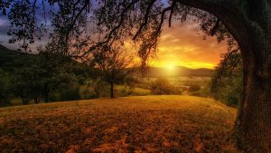 a field, lit by the rising sun and framed by trees