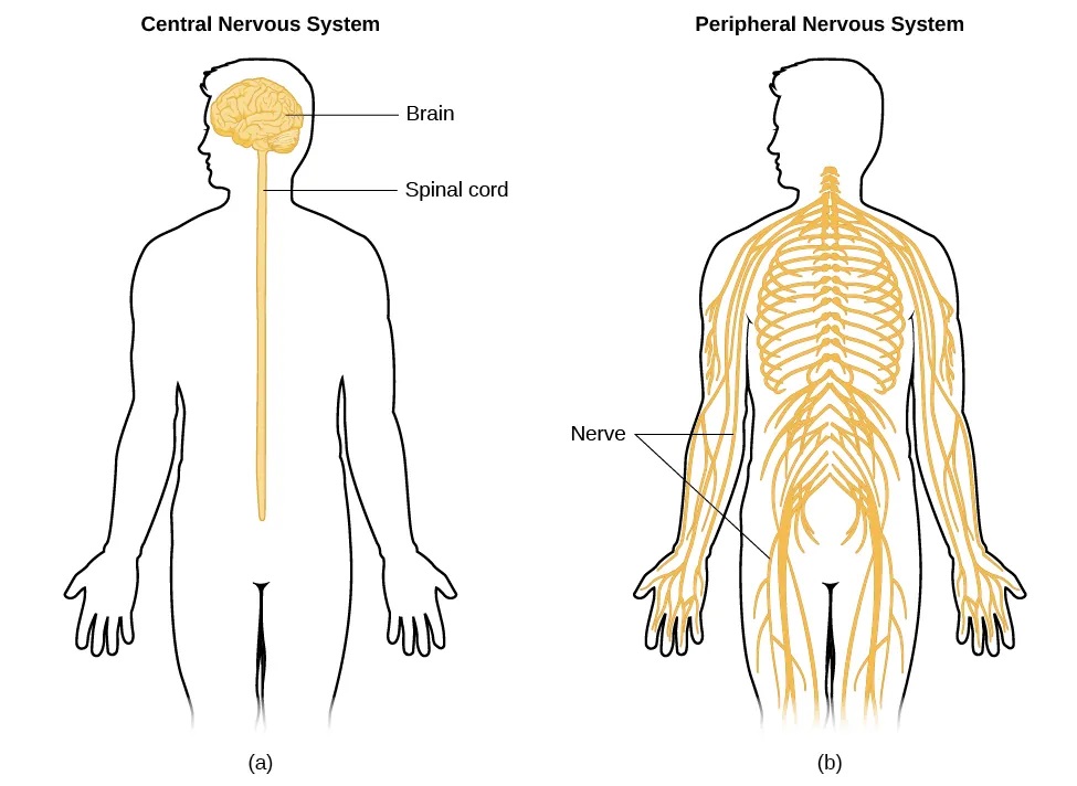 Image (a) shows an outline of a human body with the brain and spinal cord illustrated. Image (b) shows an outline of a human body with a network of nerves depicted.