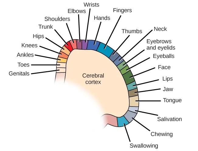 A diagram shows the organization in the somatosensory cortex, with functions for these parts in this proximal sequential order: toes, ankles, knees, hips, trunk, shoulders, elbows, wrists, hands, fingers, thumbs, neck, eyebrows and eyelids, eyeballs, face, lips, jaw, tongue, salivation, chewing, and swallowing.