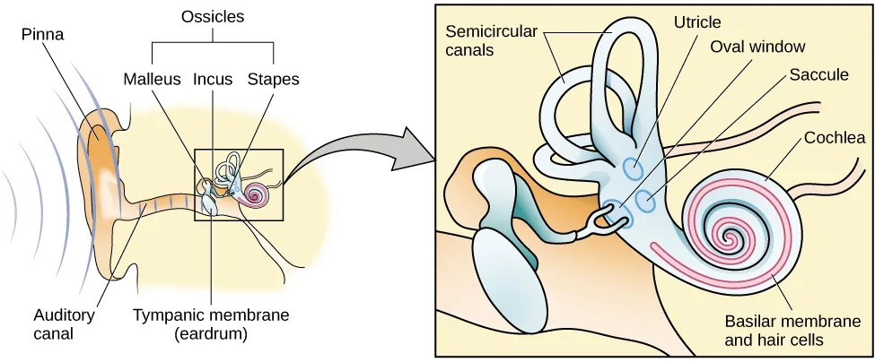 An illustration shows sound waves entering the “auditory canal” and traveling to the inner ear. The locations of the “pinna,” “tympanic membrane (eardrum)” are labeled, as well as parts of the inner ear: the “ossicles” and its subparts, the “malleus,” “incus,” and “stapes.” A callout leads to a close-up illustration of the inner ear that shows the locations of the “semicircular canals,” “uticle,” “oval window,” “saccule,” “cochlea,” and the “basilar membrane and hair cells.”