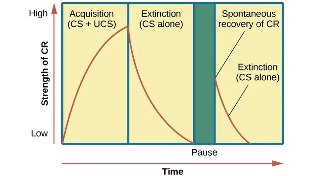 A chart has an x-axis labeled “time” and a y-axis labeled “strength of CR;” there are four columns of graphed data. The first column is labeled “acquisition (CS + UCS) and the line rises steeply from the bottom to the top. The second column is labeled “Extinction (CS alone)” and the line drops rapidly from the top to the bottom. The third column is labeled “Pause” and has no line. The fourth column has a line that begins midway and drops sharply to the bottom. At the point where the line begins, it is labeled “Spontaneous recovery of CR”; the halfway point on the line is labeled “Extinction (CS alone).”