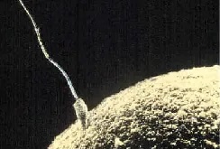 A microscopic picture shows a single sperm fusing with the ovum.